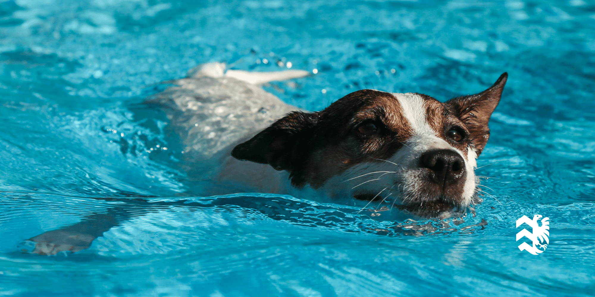 Hund im Schwimmbecken