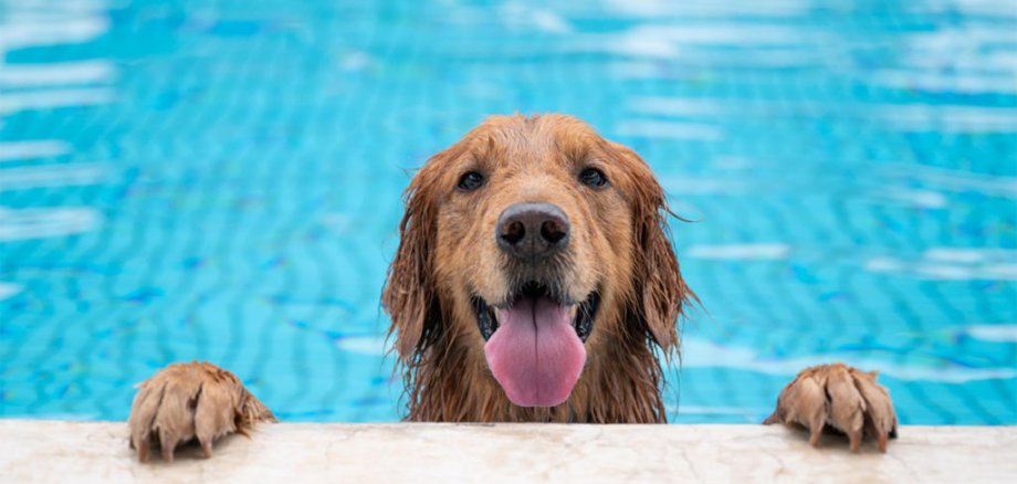 Hund im Schwimmbecken