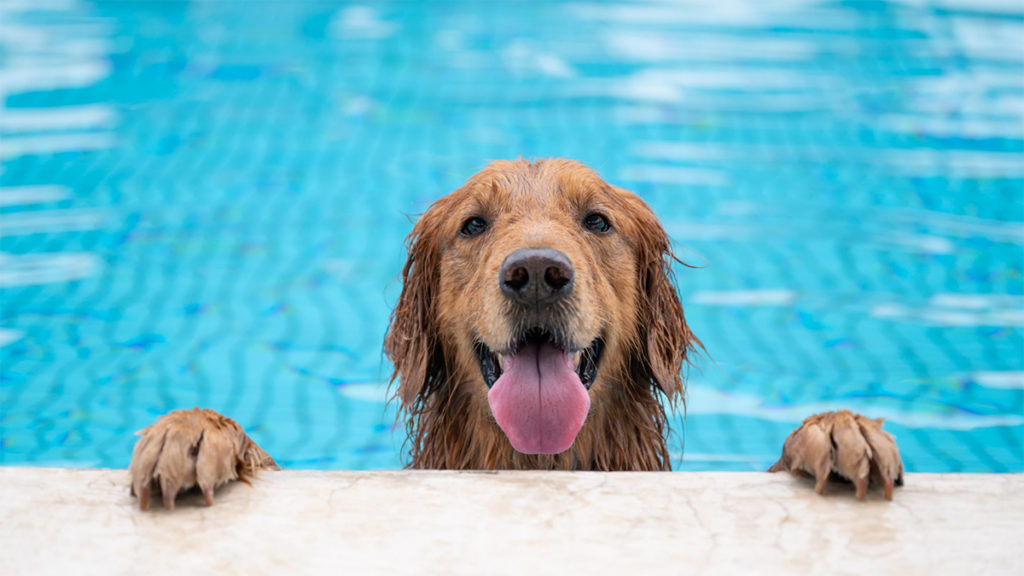 Hund im Schwimmbecken
